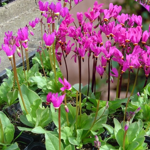 Dodecatheon 'Red Wings' - Jumalatelill 'Red Wings' P9/0,55L